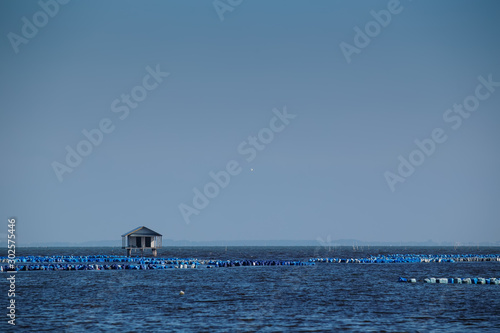 Shell farming in the sea