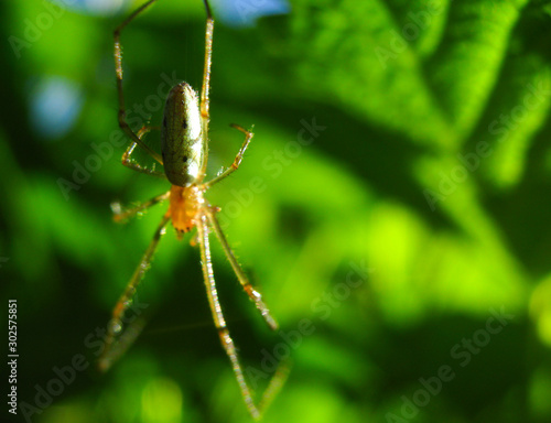 Wallpaper Mural A spider with long legs and hair weaves a web and waits for prey in the tropics. Arthropod insects in the jungle. Dangerous spiders in nature. Torontodigital.ca