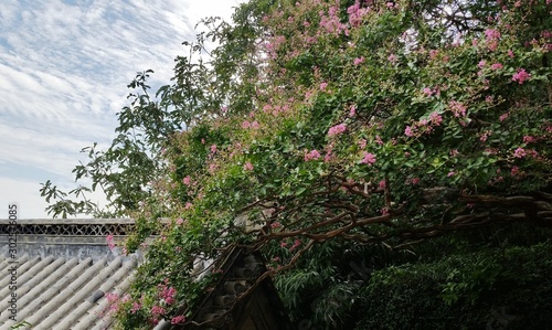 Flowerign tree background texture green