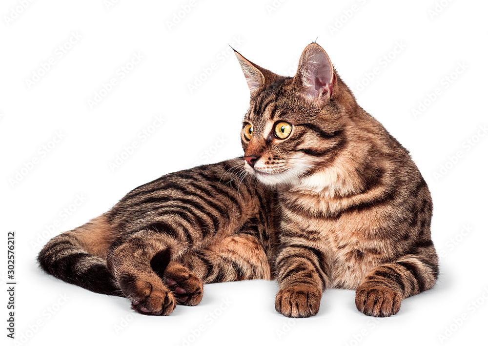 beautiful young cat on an isolated white background