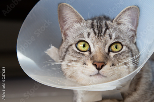 happy young american shorthair cat in veterinary plastic cone or E-Collar (Elizabethan Collar) in the head at recovery after surgery. animal healthcare and pet concept