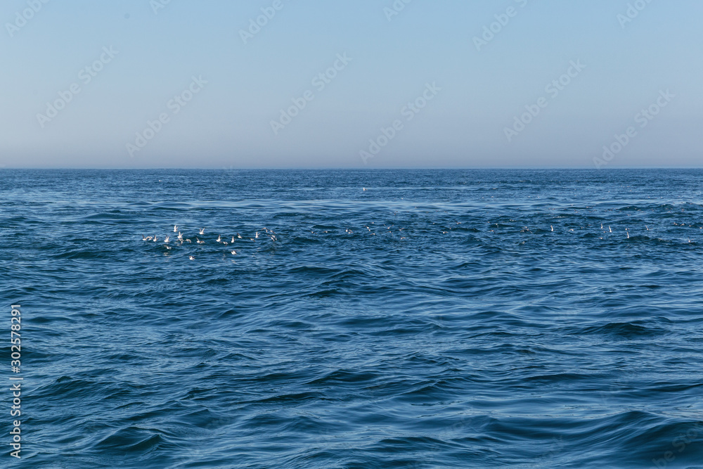 birds on the ocean