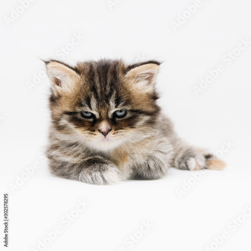 Adorable cute persian kitten isolated on white background