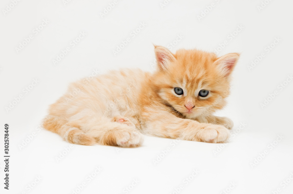 Adorable cute persian kitten isolated on white background Adorable cute persian kitten isolated on white background