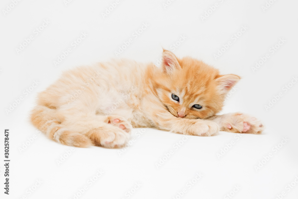 Adorable cute persian kitten isolated on white background