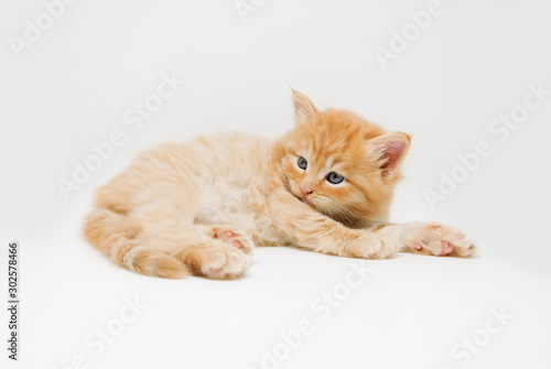 Fotografija Adorable cute persian kitten isolated on white background