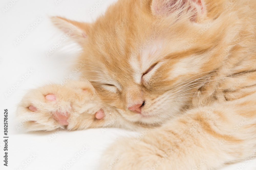 Adorable cute persian kitten isolated on white background Adorable cute persian kitten isolated on white background