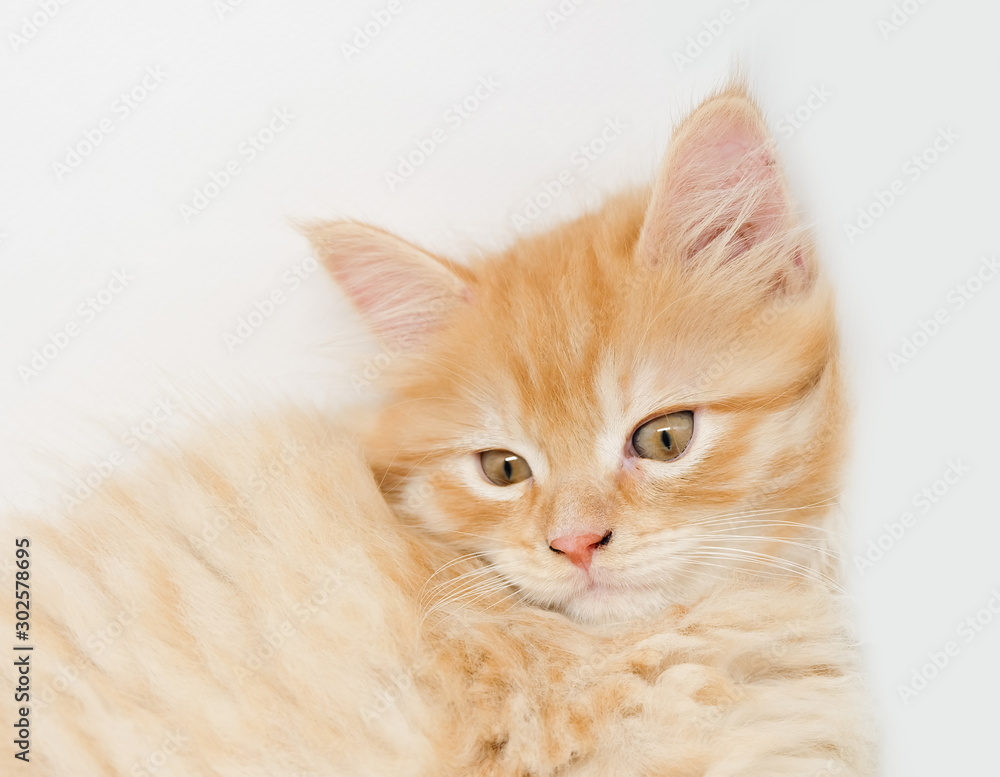 Adorable cute persian kitten isolated on white background Adorable cute persian kitten isolated on white background