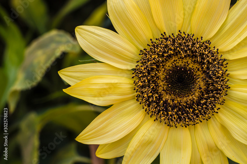 Close up beautiful sunflower