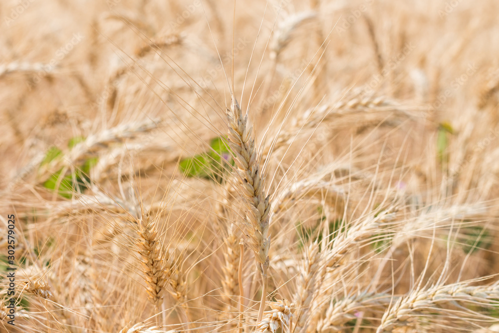 Fototapeta premium Organic barley field in farm