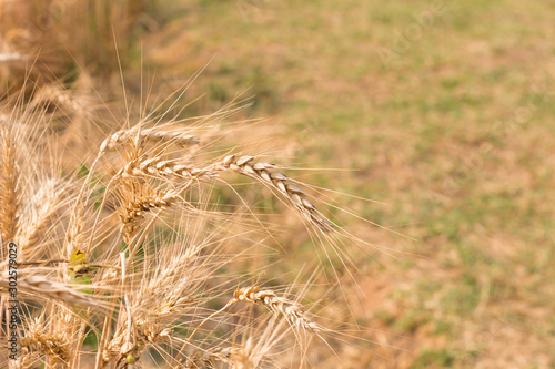 Organic barley field in farm