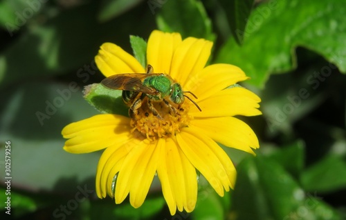 Tropical agapostemon green bee on yellow flower in Florida nature, closeup