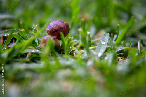 Snail On the wet grass