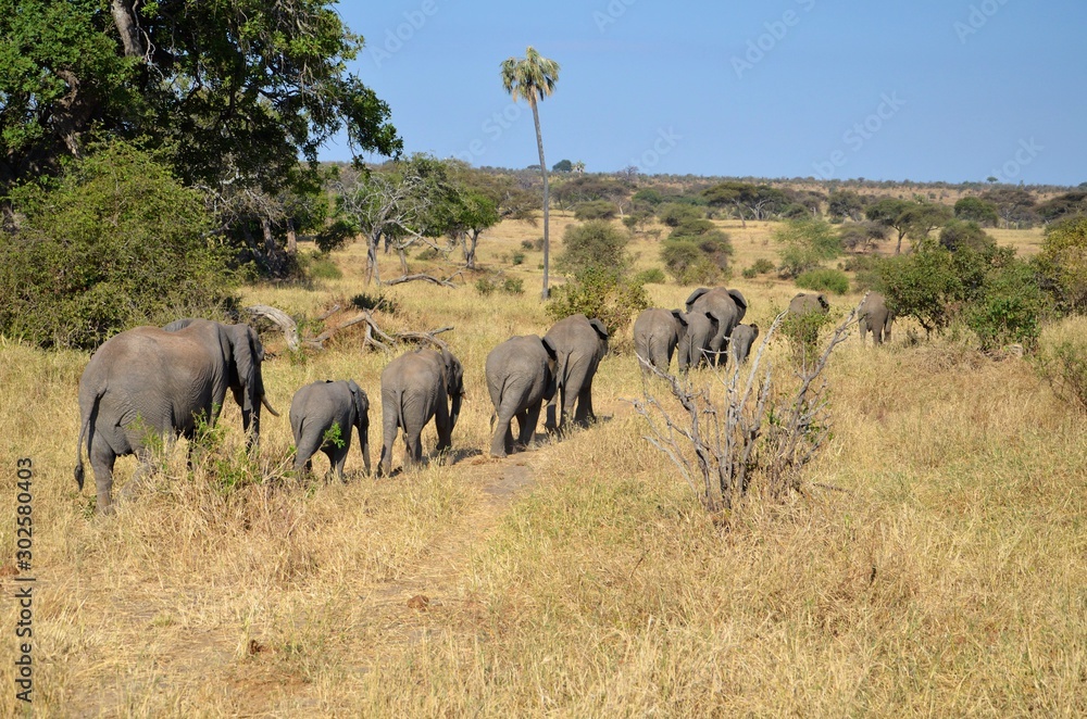 Naklejka premium Herd of African elephants walking in a line during the dry season in Tanzania.