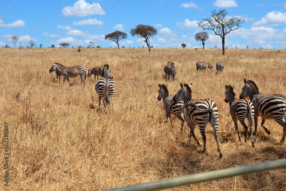 Herd of African zebras in tall, dry grass in Tanzania. Herd of African zebras in tall, dry grass in Tanzania.