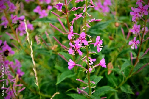 Scottish Flora