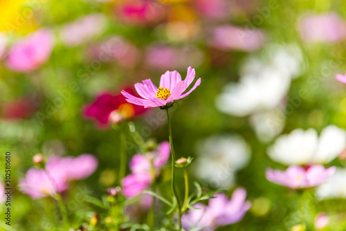 Close-up of pink daisy flower in the park in autumn season in Shenzhen, China.