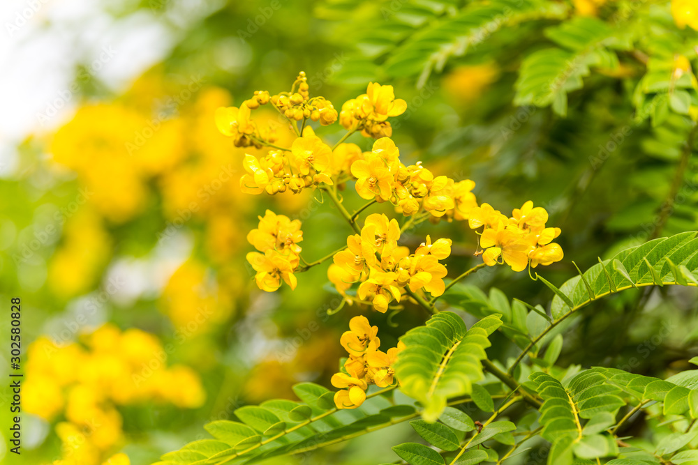 Yellow flower of Cassia (Cassia surattensis Burm.) is a genus of flowering plants in the legume family, Fabaceae, and the subfamily Caesalpinioideae. Yellow flower of Cassia (Cassia surattensis Burm.) is a genus of flowering plants in the legume family, Fabaceae, and the subfamily Caesalpinioideae.