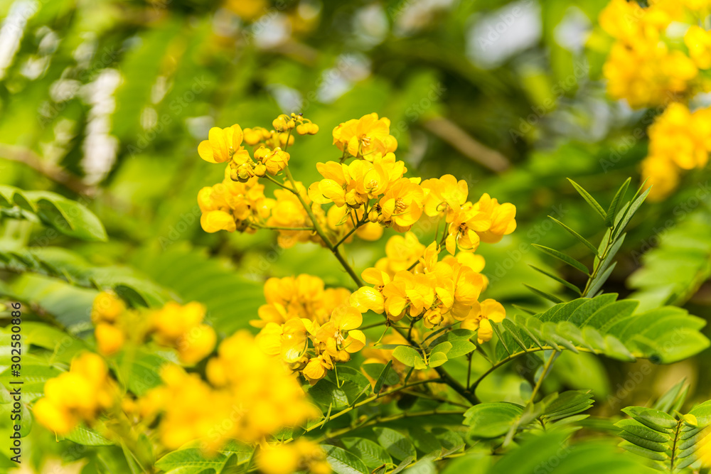 Yellow flower of Cassia (Cassia surattensis Burm.) is a genus of flowering plants in the legume family, Fabaceae, and the subfamily Caesalpinioideae. Yellow flower of Cassia (Cassia surattensis Burm.) is a genus of flowering plants in the legume family, Fabaceae, and the subfamily Caesalpinioideae.