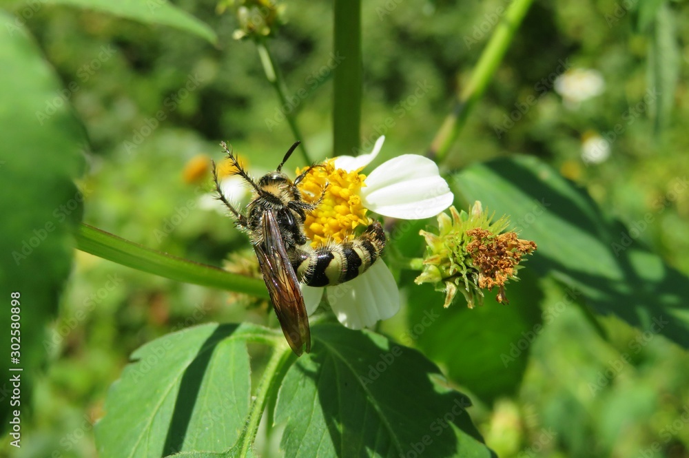 Tropical wasp on a spanish needles flowers in Florida nature, closeup Tropical wasp on a spanish needles flowers in Florida nature, closeup