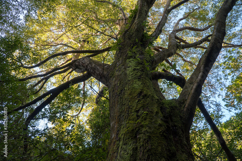 tree in forest