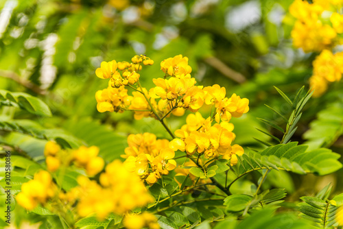 Yellow flower of Cassia (Cassia surattensis Burm.) is a genus of flowering plants in the legume family, Fabaceae, and the subfamily Caesalpinioideae.