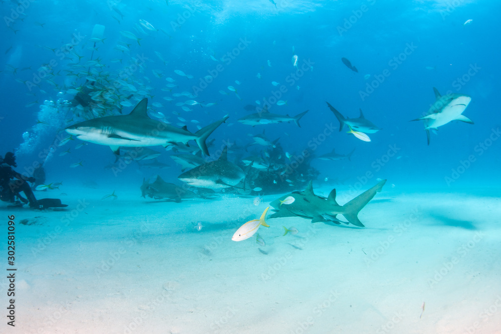 Fototapeta premium Caribbean reef shark at the Bahamas