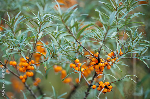 Sea buckthorn bush with yellow berries (Hippophae rhamnoides, Sandthorn, Sallowthorn or  Seaberry)