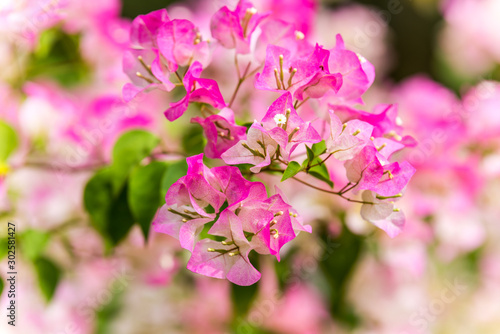 Pink flower of bougainvillea spectabilis  Bougainvillea spectabilis Willd.   or great bougainvillea  native to Brazil  Bolivia  Peru  and Argentina s Chubut Province. A city flower of Shenzhen  China