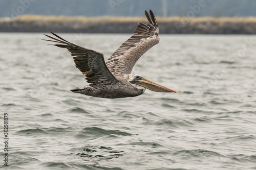 Brown Pelican in Coos Bay