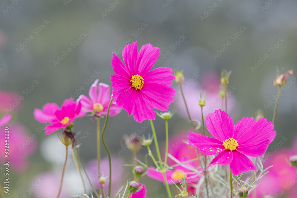 Beautiful soft selective focus pink and white cosmos flowers field with copy space Beautiful soft selective focus pink and white cosmos flowers field with copy space
