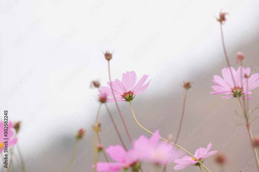 Beautiful soft selective focus pink and white cosmos flowers field with copy space Beautiful soft selective focus pink and white cosmos flowers field with copy space