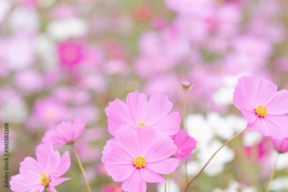 Beautiful soft selective focus pink and white cosmos flowers field with copy space Beautiful soft selective focus pink and white cosmos flowers field with copy space
