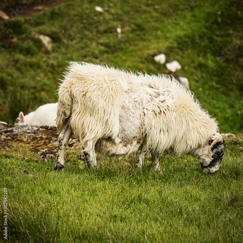 Scenic Scotland meadows with sheep in traditional landscape. 