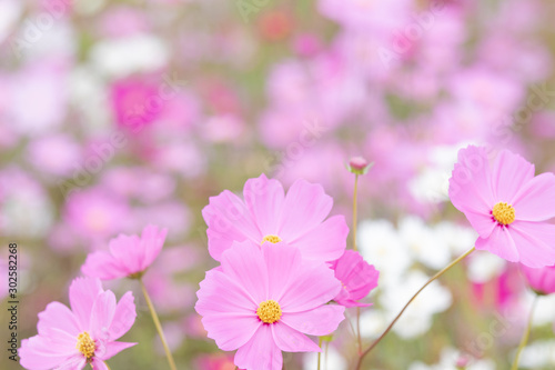 Beautiful soft selective focus pink and white cosmos flowers field with copy space © Rakchanok