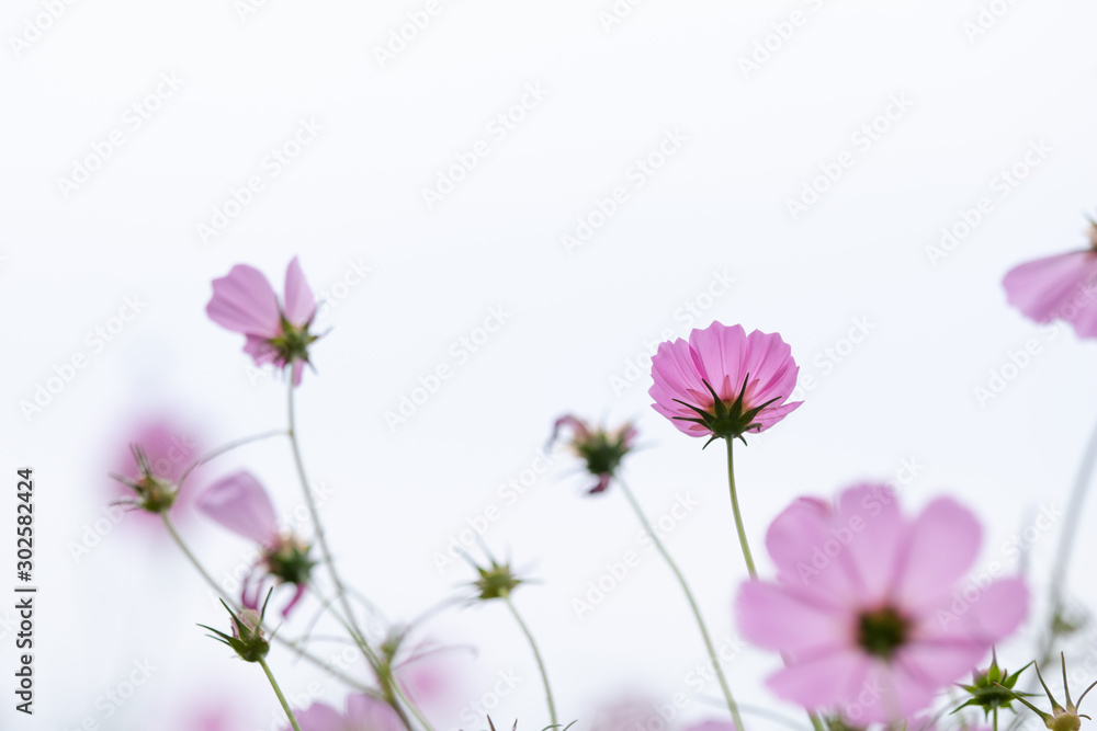 Beautiful soft selective focus pink and white cosmos flowers field with copy space Beautiful soft selective focus pink and white cosmos flowers field with copy space
