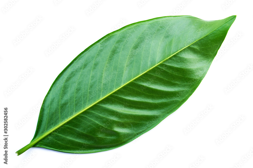 Fototapeta premium Green leaves isolated on a white background,Chamuang (Thai name) from the leaves of the name 