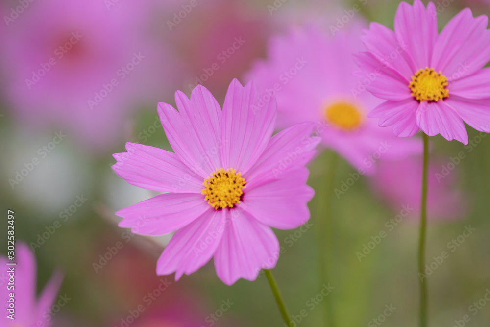 Beautiful soft selective focus pink and white cosmos flowers field with copy space Beautiful soft selective focus pink and white cosmos flowers field with copy space