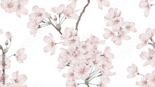 Fotografia Floral seamless pattern, Somei Yoshino sakura flowers with branch on white