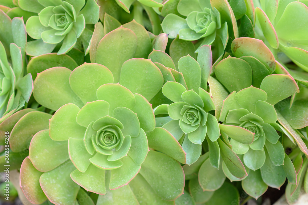 Succulents or cactus in a garden. Echeveria, a stone rose in flower pot. Close up image of succulent.Top view. Succulents or cactus in a garden. Echeveria, a stone rose in flower pot. Close up image of succulent.Top view.