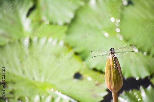 Dragonfly and lotus flowers / Lotus flowers in a tropical pool