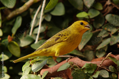 yellow bird on a branch