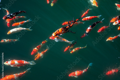 Colorful Fancy Koi Carp Fishes © mrnai