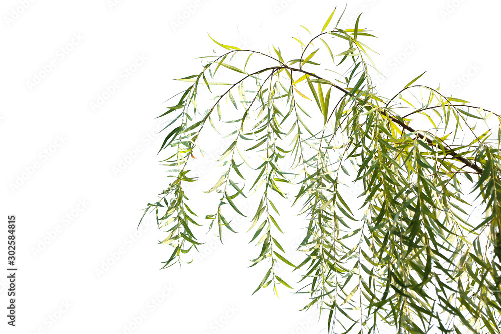 Long drooping branches of weeping willow tree isolated on white background.. Stock Photo Adobe