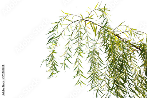 Long drooping branches of weeping willow tree isolated on white background Fototapeta