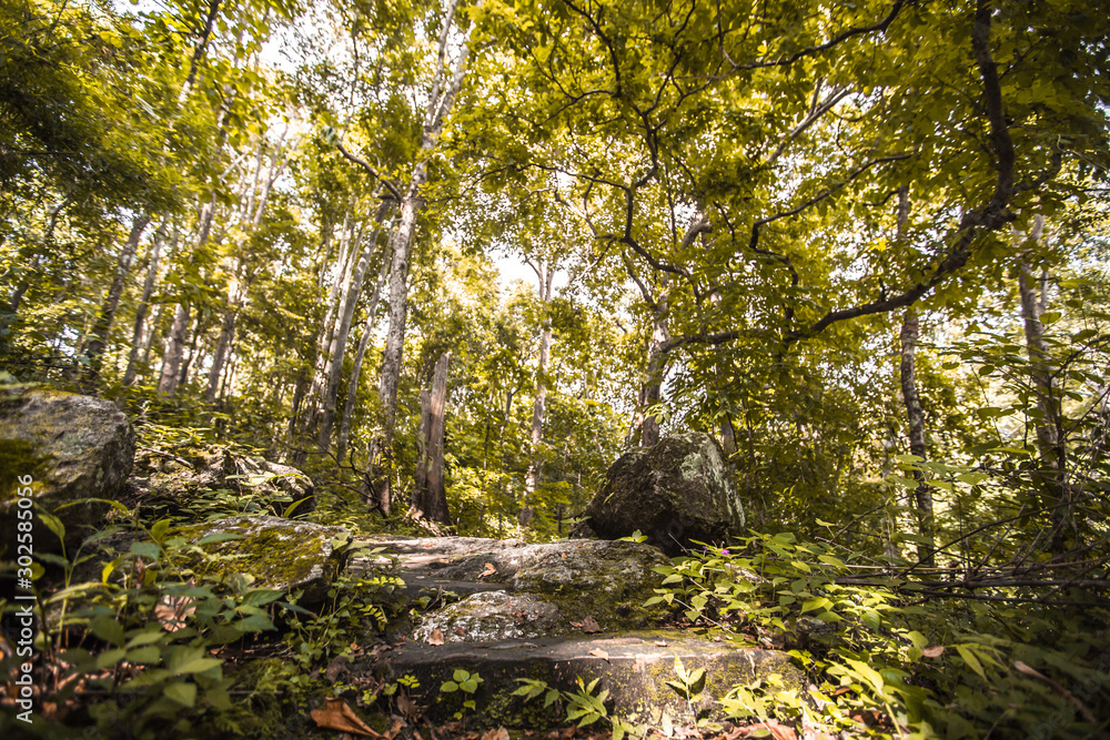 The abstract background of forest blurred nature, autumn colors, ecological beauty and environmental conservation