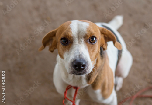 Portrait cute face Beagle dog looking.