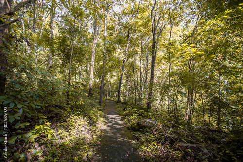 The abstract background of forest blurred nature  autumn colors  ecological beauty and environmental conservation