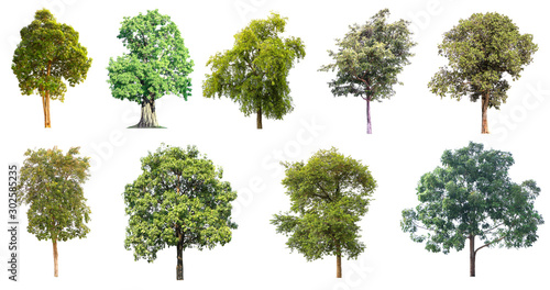 The collection of isolated tree on white background..