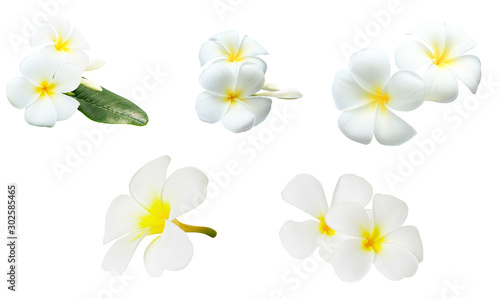 White flower collection © chattrakarn